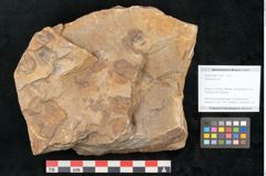Foto (Objekt + Etikett) von Cyclocarpus sp.  (NHMW-GEO-2024-0188-11159)